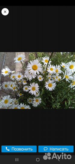 Ромашка садовая.циперус