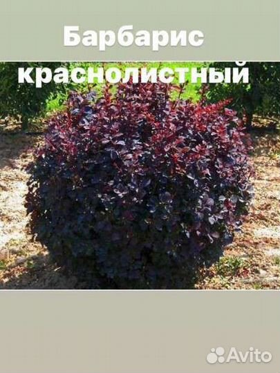 Кизильник горизонтальный