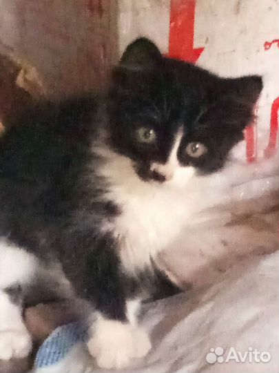 Отдам котят в добрые руки