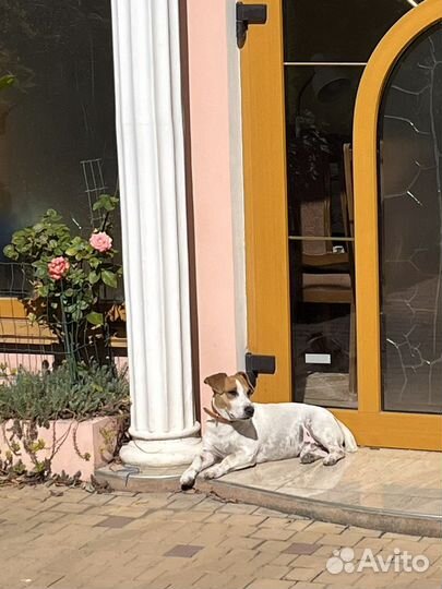 Джек Рассел терьер