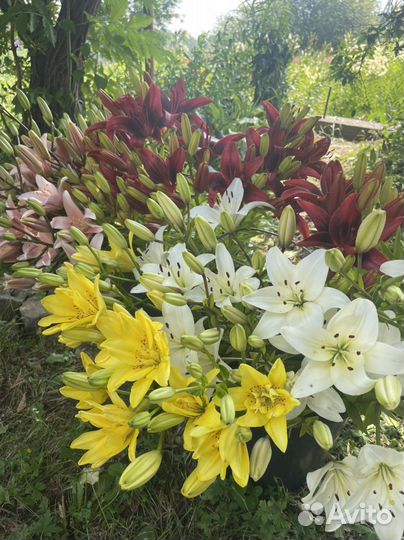 Лилии и букеты из них