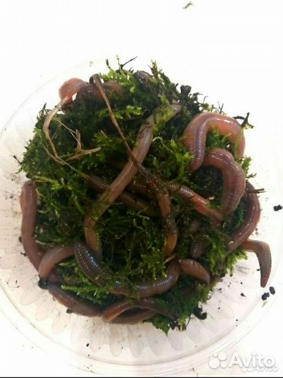 Червь выползок