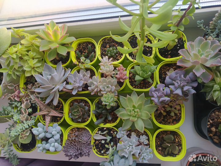 Суккуленты