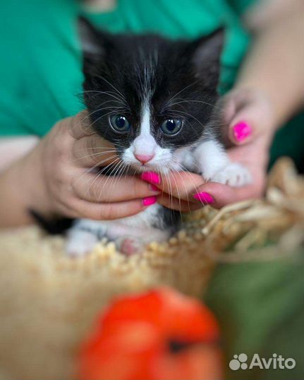 Кошки в добрые руки