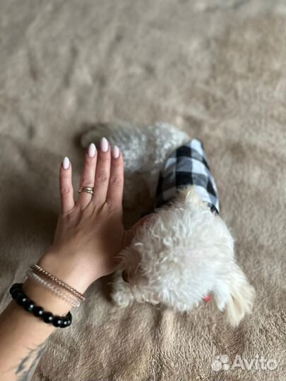 Микро мальчик мальтипу