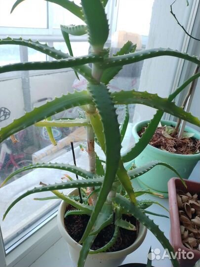 Алоэ столетник