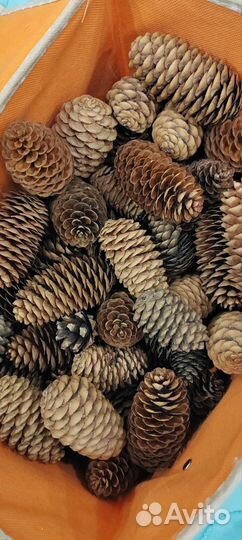 Шишки еловые