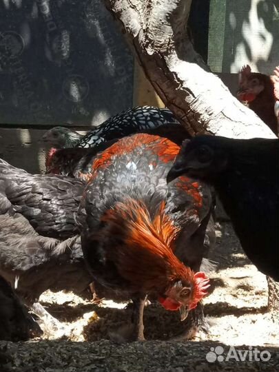 Петухи марана ч/медного, яйцо виандота серебро