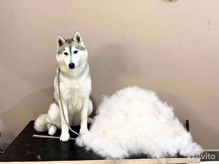 Шерсть, вычес, только длинный, отборный