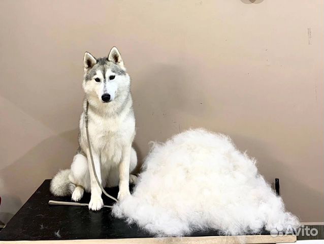 Шерсть, вычес, только длинный, отборный