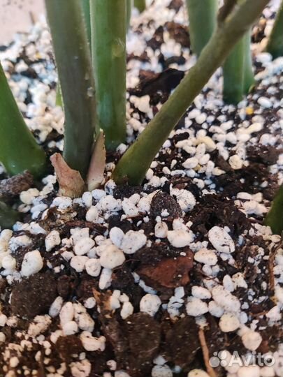 Замиокулькас