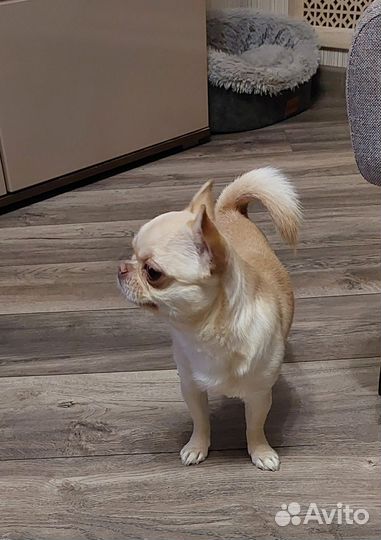 Вязка кобель чихуахуа мини