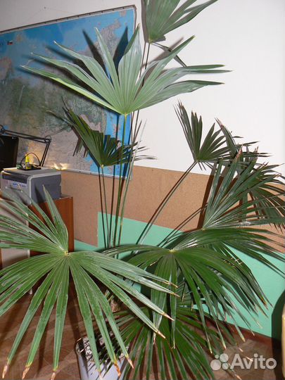 Пальма крымская 10 лет