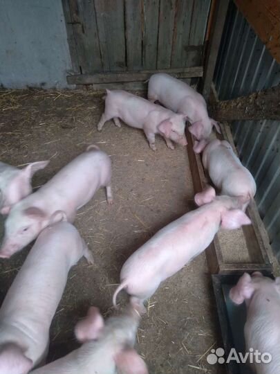 Поросенок русская белая