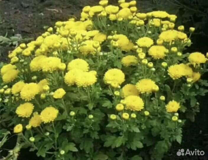 Дубки бардовый, розовый, желтый