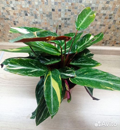 Строманта Меджик Стар