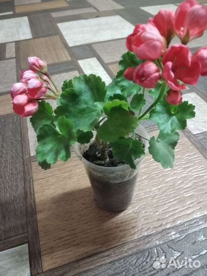 Пеларгония герань