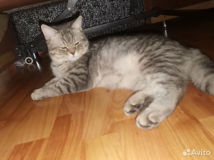 Британский Кот на вязку