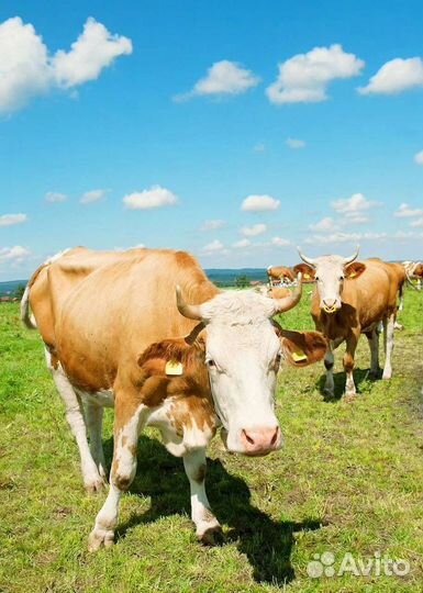 Коровы, быки и телята на мясо