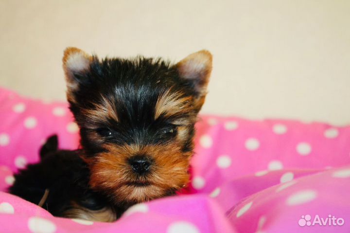 Щенки йоркширского терьера