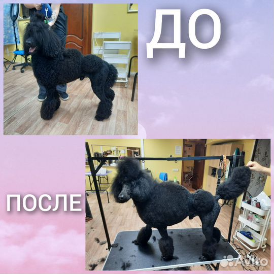 Грумер, стрижка собак, грумер на дом