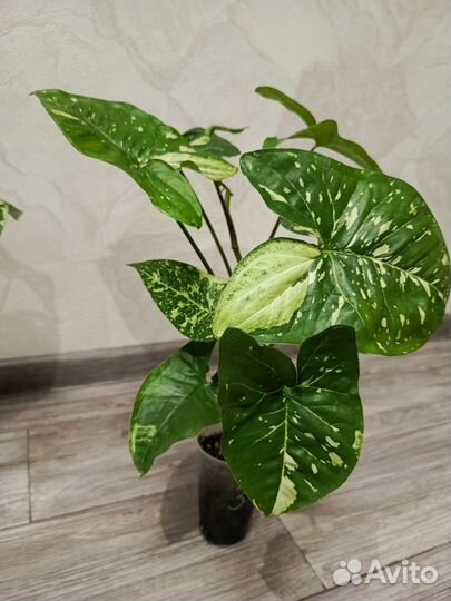 Сингониум панда