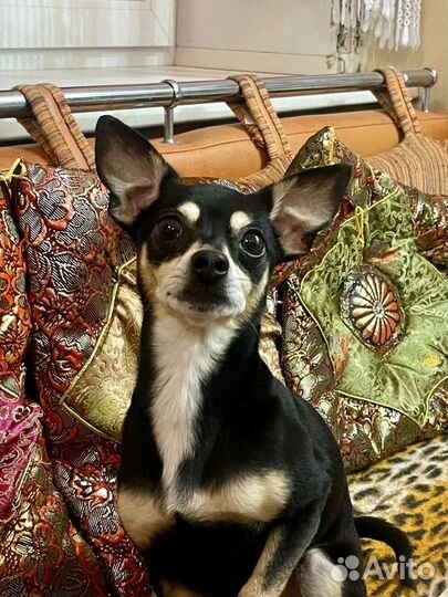 Русский той-терьер кабель вязка