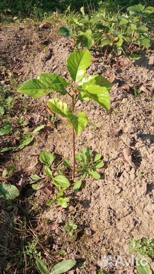 Саженцы вишни