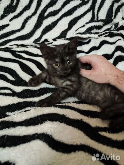 Котята отдам бесплатно