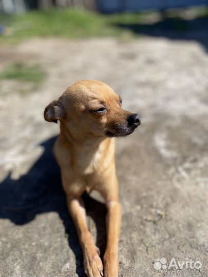 Вязка мини тойтерьер мальчик