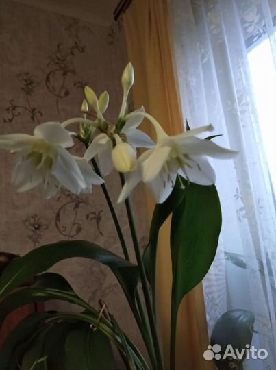 Эухарис амазонская лилия