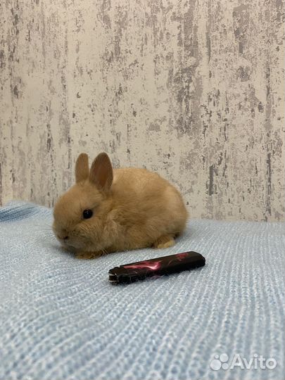 Карликовый кролик минор