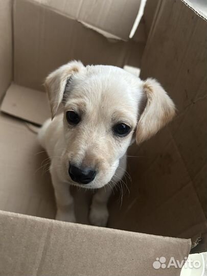 Сэм, верный друг