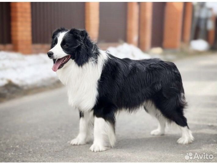 Бордер колли