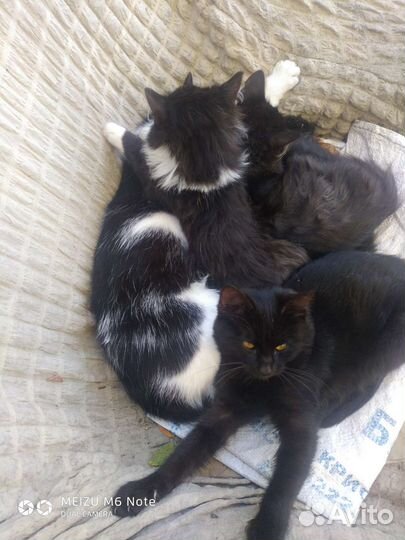 Кошка