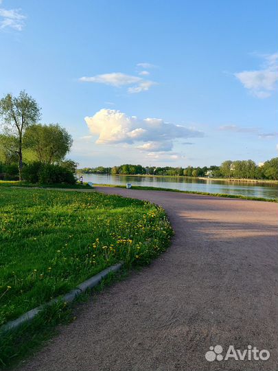 Выгул, передержка