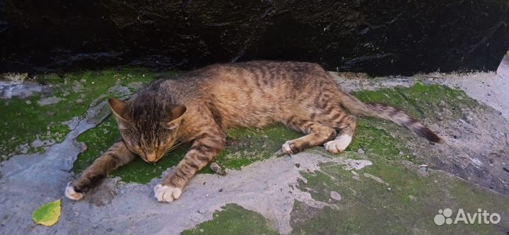 Кошка в добрые руки