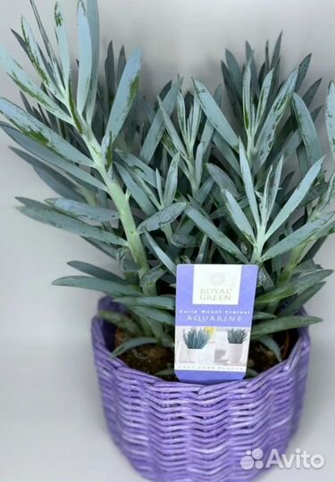 Крестовник