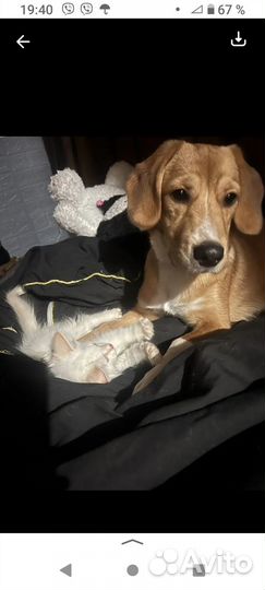 Собака в добрые руки метис