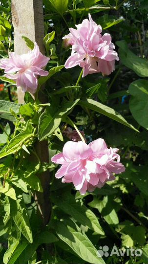 Калистегия