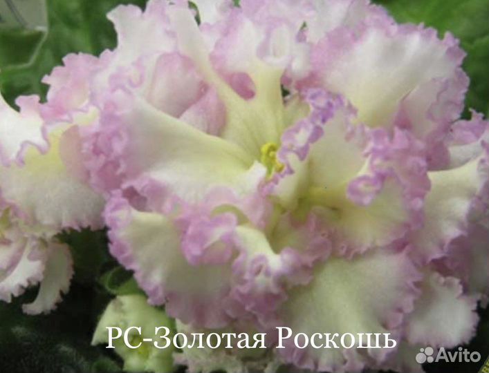 Сортовые фиалки