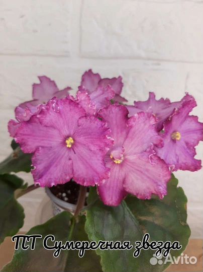 Кампанула махровая, жених и невеста