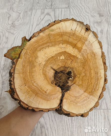 Спилы дерева