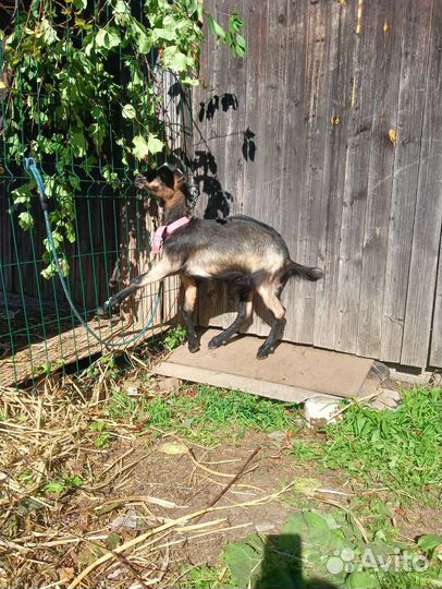 Козочка молочная