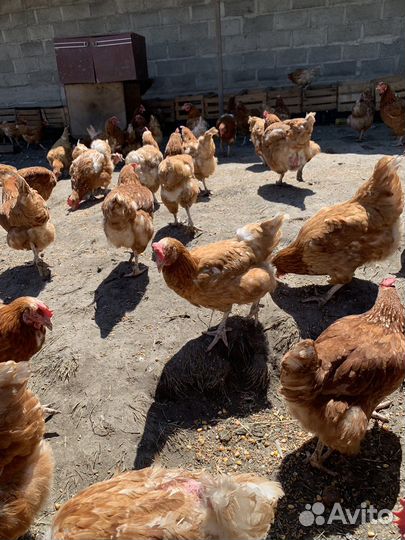 В продаже куры породы Ломан Браун