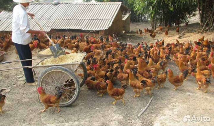 Бактерии для животных и птиц