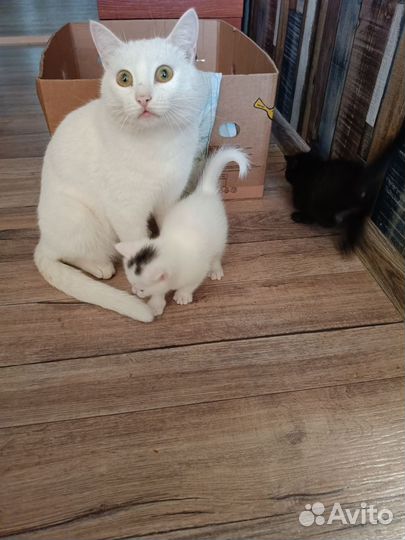 Отдам в добрые руки