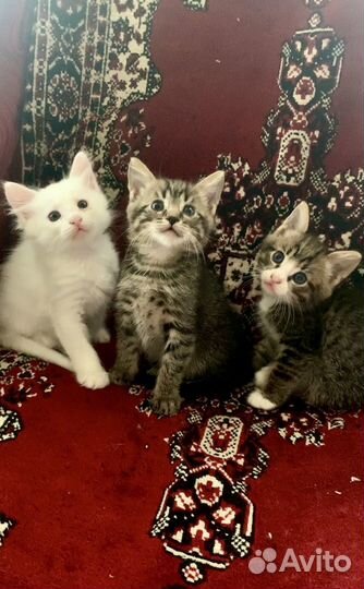 Котята в добрые руки