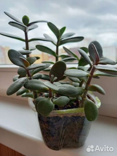 Денежное дерево (толстянка)