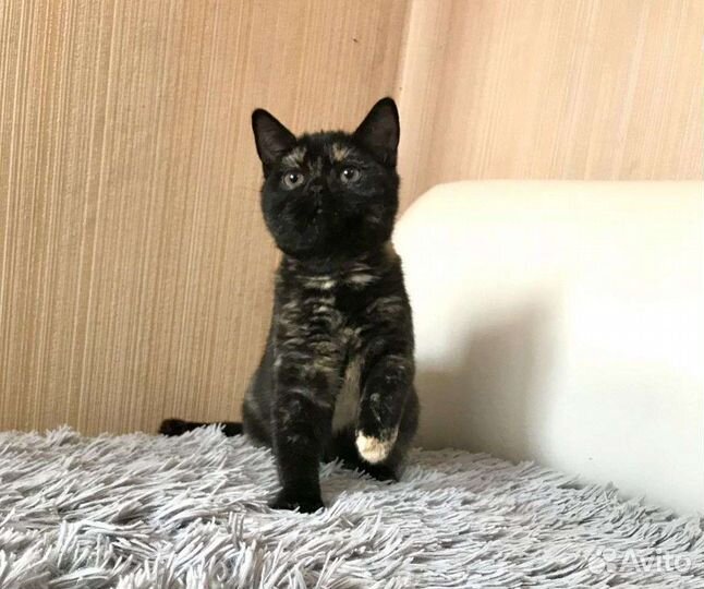 Британская кошечка